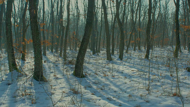 冬季森林时间流逝，机动滑块HDR拍摄视频素材