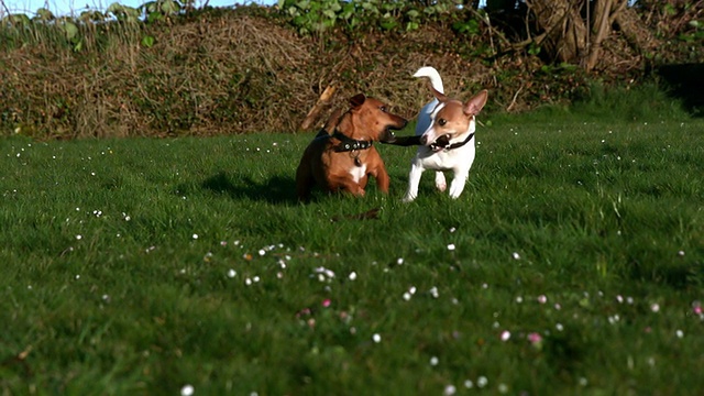 两只狗在花园里为一根棍子打架视频下载