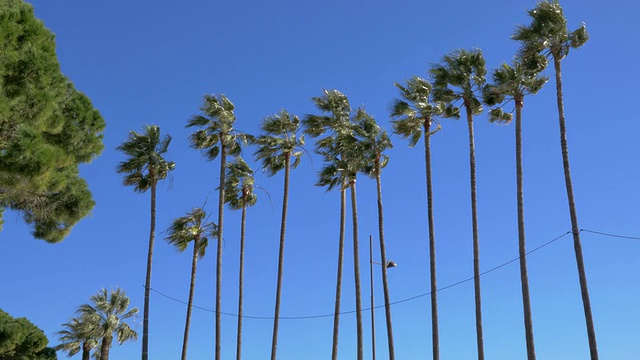 有风的日子里棕榈树和蓝天视频下载