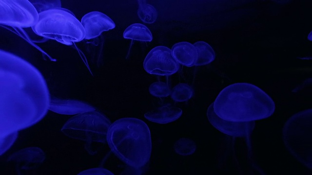 水母蓝色霓虹，在黑色的虚空中，自然的背景视频素材