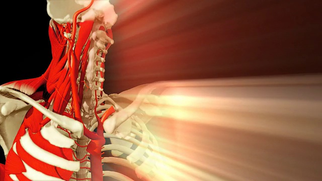 3D动画演示人体解剖视频下载