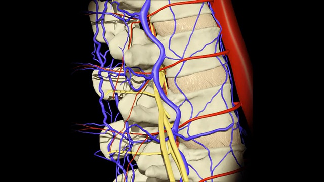 3D动画演示人体解剖视频下载