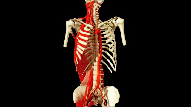 3D动画演示人体解剖视频素材