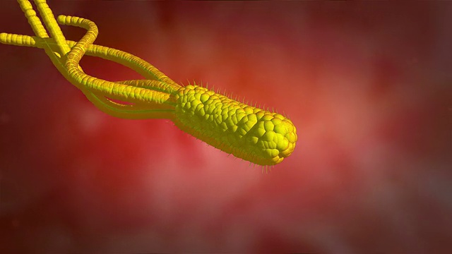 幽门螺旋杆菌耐酸的三维动画视频下载