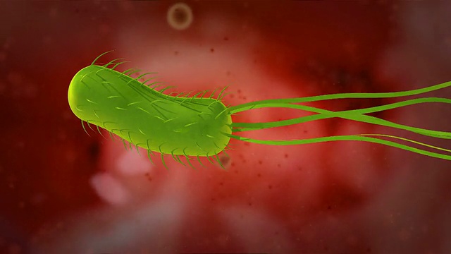 幽门螺杆菌或h.p ylori的三维动画视频素材