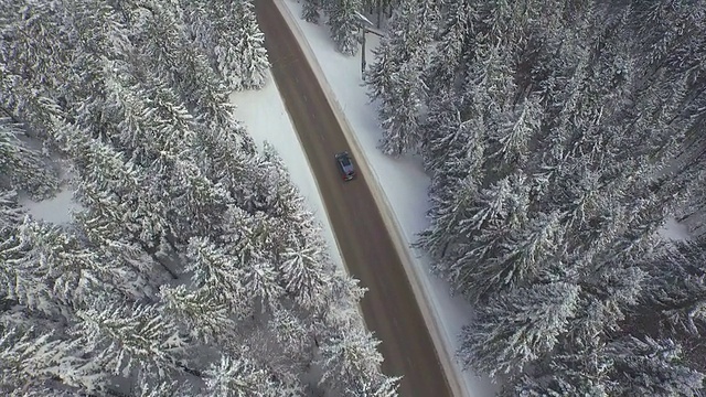 在冬天，一辆汽车穿过积雪的松林视频素材