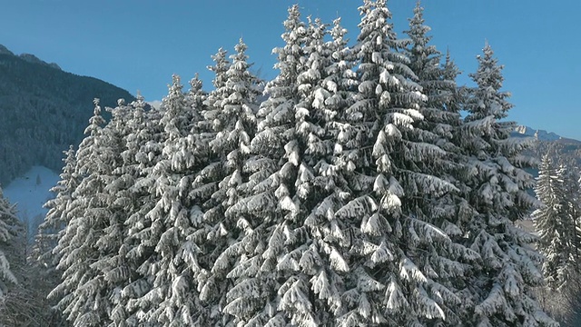 天线:山谷中的雪云杉林视频素材