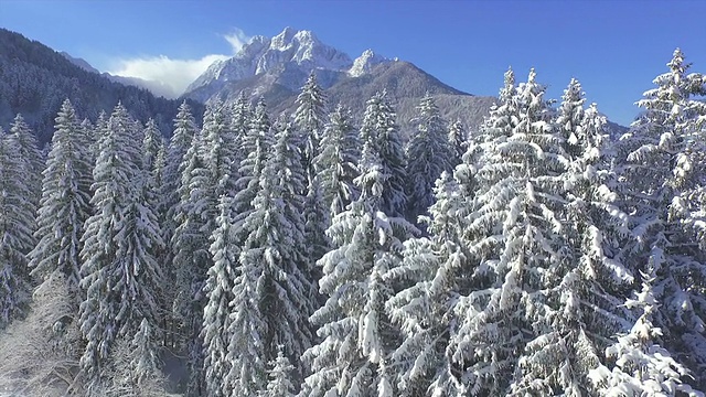 天线:飞过白雪覆盖的森林向群山飞去视频素材