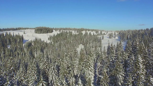 云杉林被雪覆盖视频素材