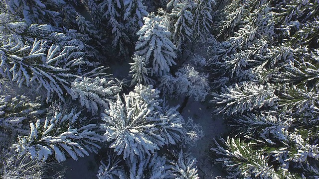 天线:在冬天的雪山松林上直接飞行视频素材