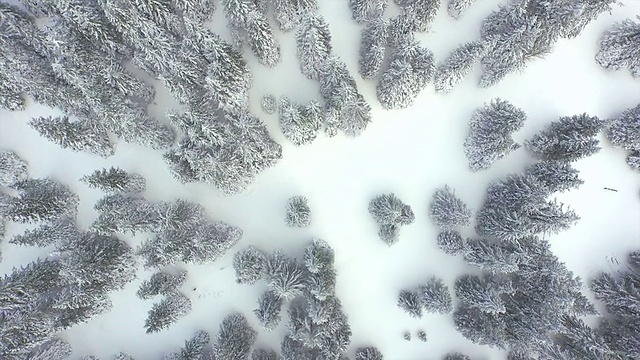 鸟瞰图:白雪覆盖的松林视频素材
