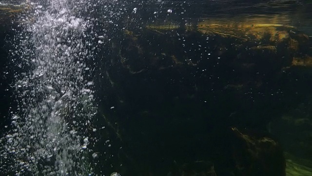 热那亚水族馆，企鹅在水下游泳视频素材