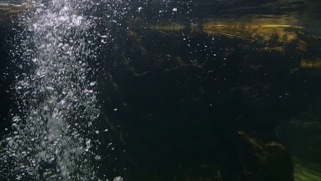 热那亚水族馆，一只企鹅潜入水中视频素材