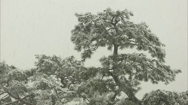 落在树上的雪视频下载