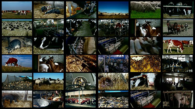 家畜育种-分体筛选视频下载