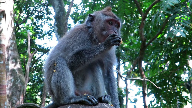 在巴厘岛乌布的圣猴林中，猴子在吃水果视频素材