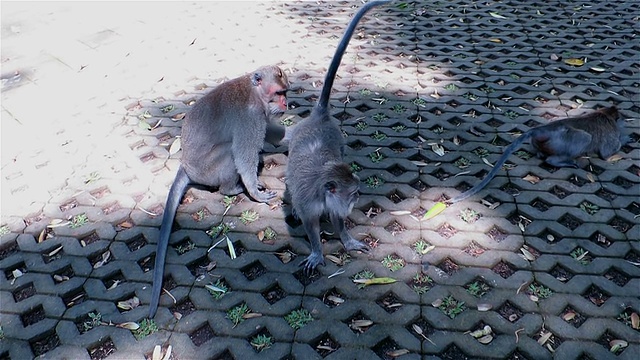 猴子交配时，另一只猴子攻击雄性视频素材