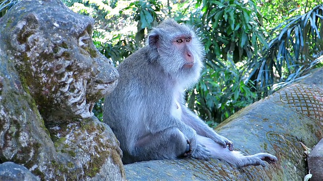 猴子坐在猴子雕像旁边，四处张望视频素材