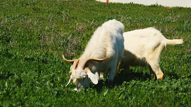 在草地上吃草的山羊视频下载