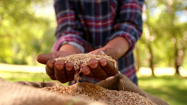 这袋小麦是农场的粮食作物视频购买