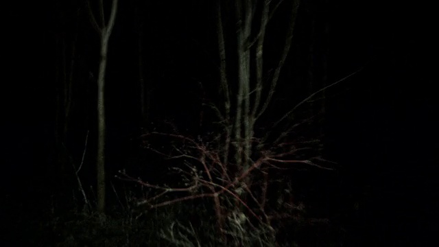 POV拍摄了在夜晚走过/跑过黑暗阴森的森林视频素材