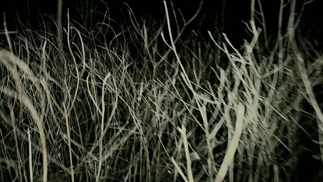 POV稳定器行走/运行通过黑暗的幽灵森林在晚上视频素材