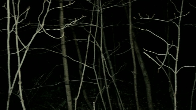 在黑暗阴森的森林里，用摇盘环顾四周视频素材