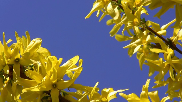 黄色的春花在蓝色的背景视频素材