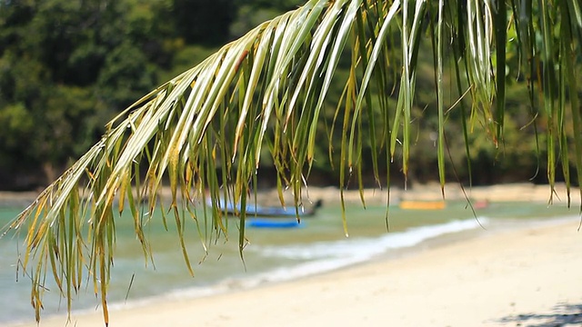 热带海滩与树木视频素材