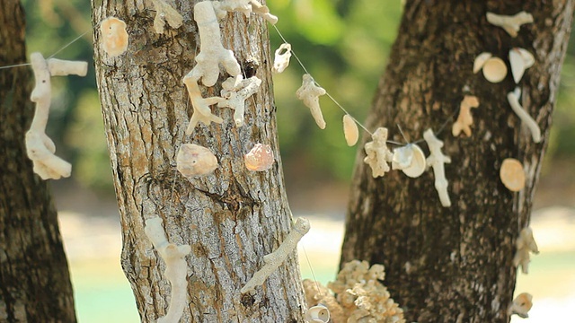 海贝和珊瑚可移动挂在树上视频素材