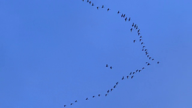 黄昏时分，一群快速飞翔的大雁向北飞去视频下载