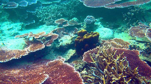 美丽的海底世界，有珊瑚视频素材