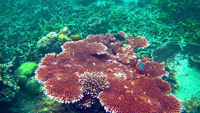美丽的海底世界，有珊瑚视频素材