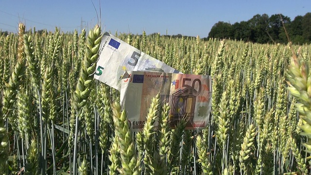 农业商业概念-小麦穗上的欧元钞票视频下载