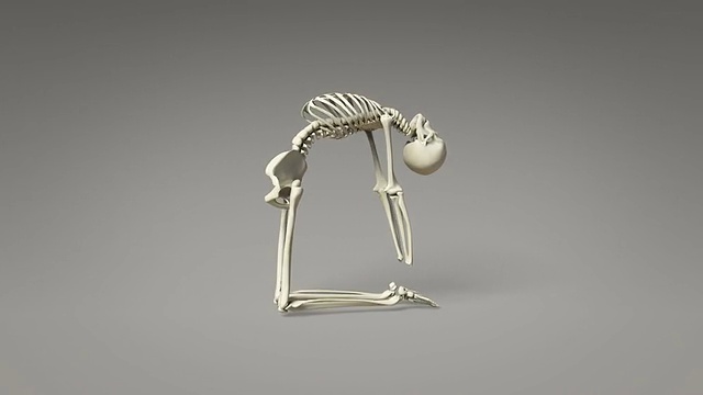 人体骨骼的骆驼瑜伽姿势视频下载