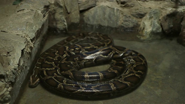 蟒蛇蛇视频下载