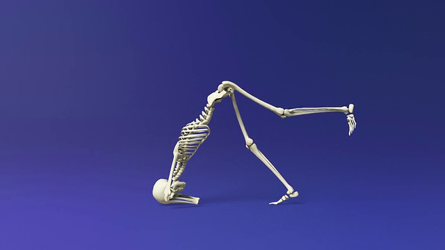 人类骨骼的海豚瑜伽姿势视频素材