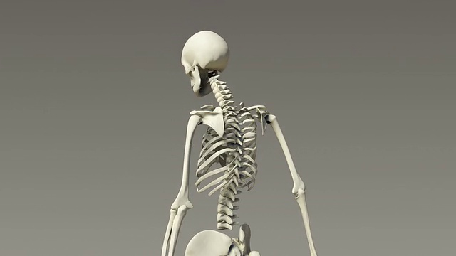 人类骨骼系统视频素材