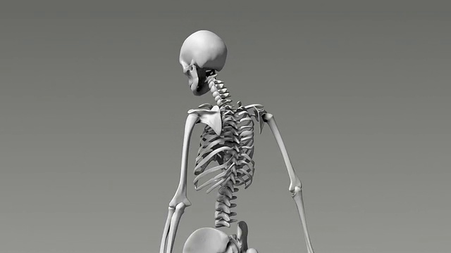 人类骨骼系统视频下载