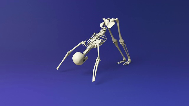 人类骨骼下犬式视频下载