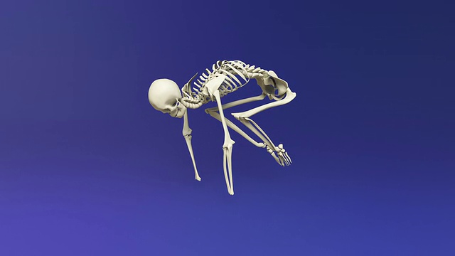 人体骨骼的瑜伽鹤式视频下载