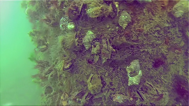 博斯普鲁斯海峡下捕鱼的海螺视频下载