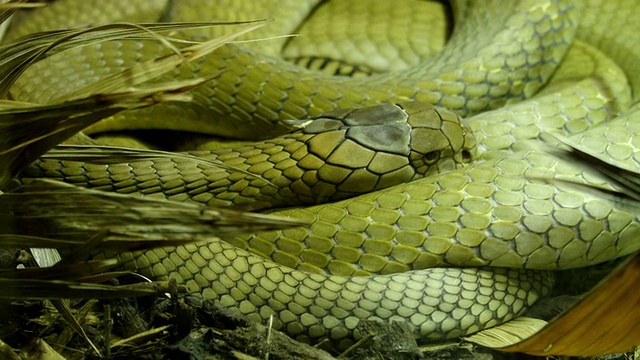 一条绿色的大眼镜王蛇蜷缩在草地上视频下载