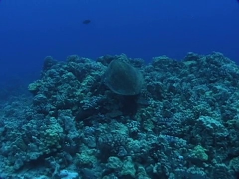 夏威夷珊瑚礁上的绿海龟视频素材