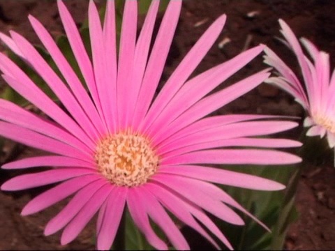 粉红色的花在风中摇曳视频下载