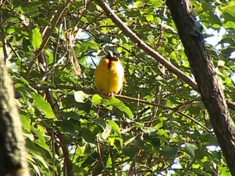 乡村织布鸟(Ploceus cucullatus)日光浴视频下载