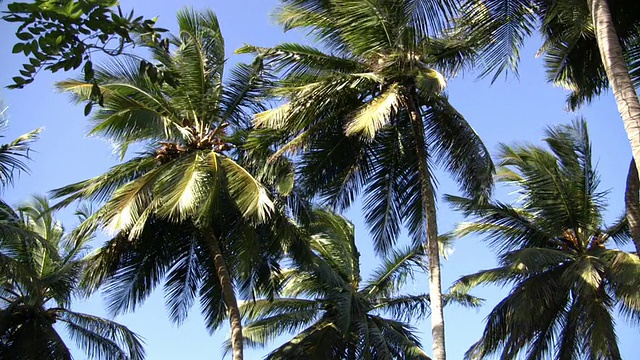 棕榈树在蓝天中轻轻摇摆(高清)视频素材