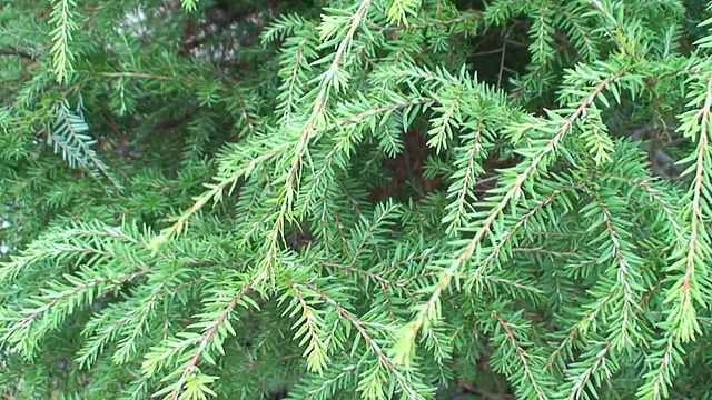 纹理三松树灌木，特写(HD 1080i/50)视频素材