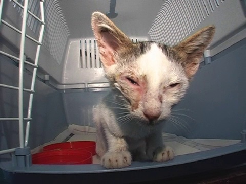 承运人中受伤的小猫视频素材
