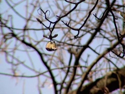 蓝色的山雀，倒挂在树上觅食视频下载